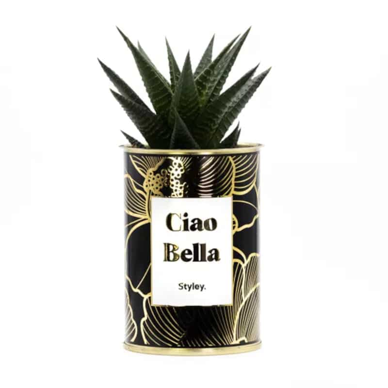 Plante grasse en conserve - Ciao Bella - Styley - Boutique Meli Melo