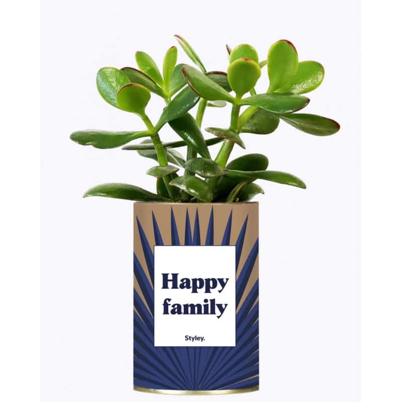 Plante grasse en conserve - Happy family - Styley - Boutique Meli Melo
