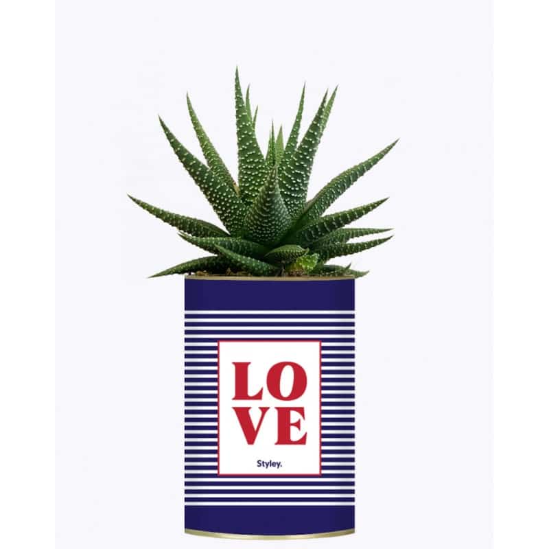 Plante grasse en conserve - LOVE - Styley - Boutique Meli Melo