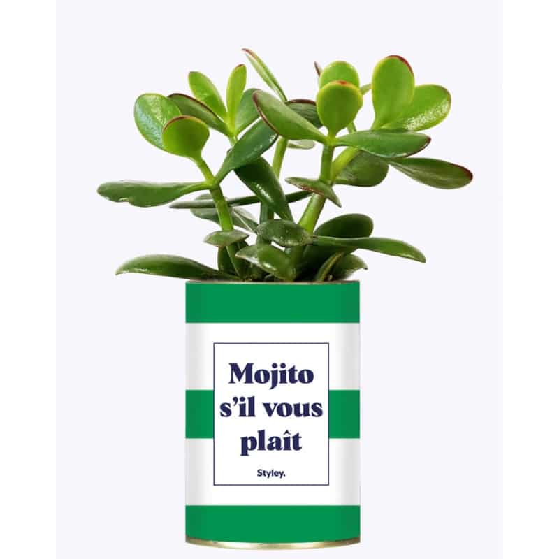 Plante grasse en conserve - Mojito s'il vous plait - Styley - Boutique Meli Melo