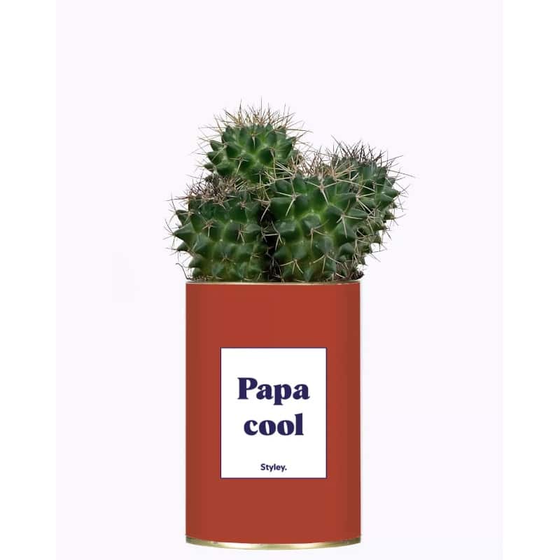 Plante grasse en conserve - Papa cool - Styley - Boutique Meli Melo